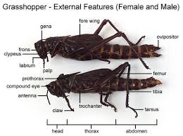 The exoskeleton of a grasshopper serves as a layer of protection, support, feeding, and excreting. 2pj23rqrg6wokm