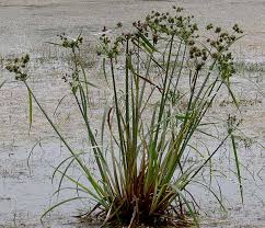 Image result for Cyperus alopecuroides