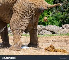 Elephant anus