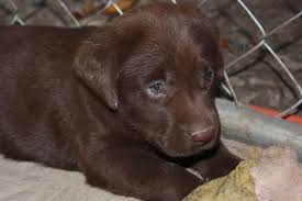 We did not find results for: Akc Chocolate Labrador Puppies For Sale In Statesboro Georgia Classified Americanlisted Com