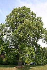 All submissions that look like they belong in r/trees will be deleted. Liriodendron Tulipifera Wikipedia