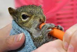 Photos Rescued Baby Squirrels At Florida Wildlife Hospital