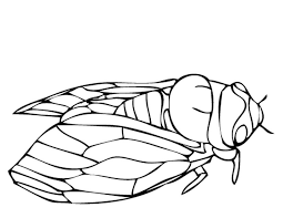 Whitepages is a residential phone book you can use to look up individuals. Drawings Cicada Animals Printable Coloring Pages