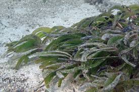Image result for Thalassia hemprichii