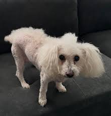 Lost dog found in Logan Square area