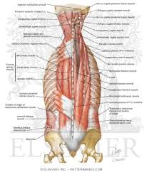 They move the shoulder bones (also called scapulae). Muscles Of Back Intermediate Layers