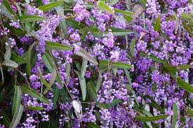 Image result for Hardenbergia comptoniana