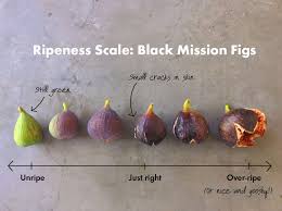 How To Pick The Perfect Fig Fig Recipes Fruit Recipes Fruit