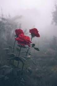 Quante rose si regalano ad una donna donne magazine. Ames Blackson Mi Sono Sempre Piaciute Le Rose Ricordo Quando