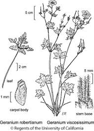 How to manage pests identification: Geranium Robertianum