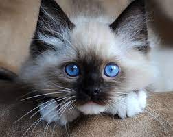 himalayan kitten cat guzel kediler sevimli kediler evcil hayvanlar