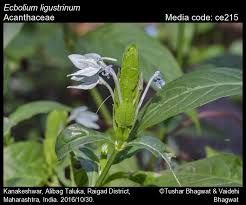 Image result for Ecbolium hastatum
