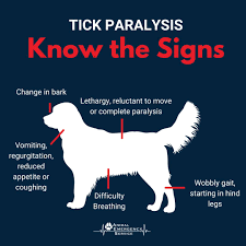 Image result for Tick Paralysis