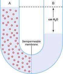 In methoxymethane, the lone pairs on the oxygen are still there. Solution Or Across A Semipermeable Membrane Simple Diffusion Is Carried Out By The Actions Of Hydrogen Bonds Forming Between Water Molecules An Https Www Dupont Com Content Dam Dupont Amer Us
