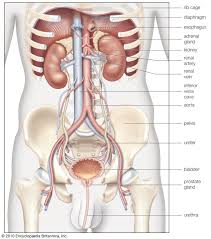 Other mammals also have kidneys in the rear abdominal area. Renal System Definition Function Diagram Facts Britannica