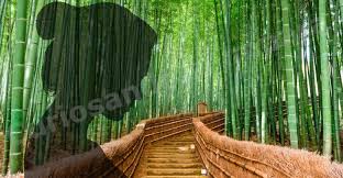 La Favola Giapponese Del Bambu Che Devi Leggere Quando Le Cose Non Vanno Come Vuoi Bambu Leggende Giapponese