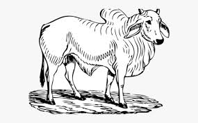 The resolution of this file is 1200x632px and its file size is: Cattle Clipart Brahman Cow Ox Images Black And White Free Transparent Clipart Clipartkey