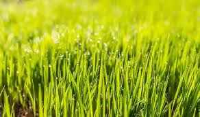 Mower centre ltd in the spring of 1977, specializing in lawn mower sales and services. Calgary Lawn Mowing We Cut Grass Calgary Lawn Garden