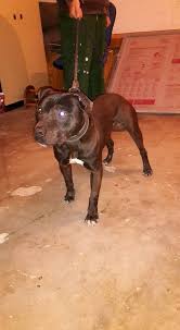 We did not find results for: Pedigree Database Maco S Kentucky S Trtak