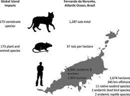 Piles of magazines, newspapers, and boxes can attract pests and provide a place for them to hide. Management Of Cats And Rodents On Inhabited Islands An Overview And Case Study Of Fernando De Noronha Brazil Sciencedirect