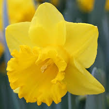 Pin On Daffodils
