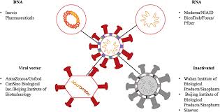 The astrazeneca option is a viral vector vaccine , which uses a harmless chimpanzee adenovirus to deliver dna into our cells. Frontiers A Review Of The Progress And Challenges Of Developing A Vaccine For Covid 19 Immunology