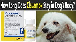 How Long Does Clavamox Stay In Dog S System