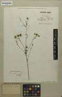Image result for Pentanema indicum