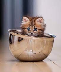 Three cute kittens in the meadow. 21 Pictures Of Cats Looking Cute In Cups Kittens Cutest Cute Cats Cats And Kittens
