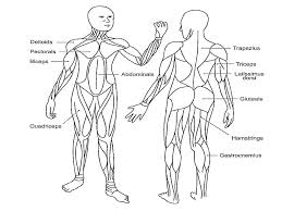 It can be done using a dumbbell, the cable pulley. 8 Th Grade Health 1 How Do My Muscles Work 2 How Can I Get Stronger Ppt Download