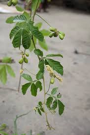 Image result for Paullinia pinnata