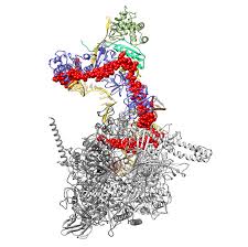 Jul 20, 2021 · these remain as free light chains and are released into the bloodstream. How Viruses Outsmart Their Host Cells Charite Universitatsmedizin Berlin