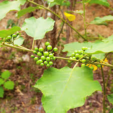 Image result for Solanum torvum