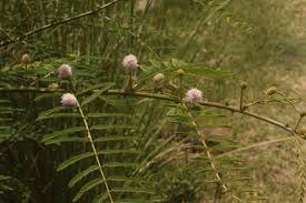 Image result for Mimosa pigra