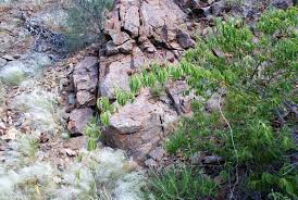 Image result for Combretum oxystachyum