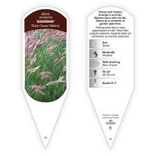 Image result for Melinis effusa