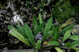 Image result for Oeceoclades