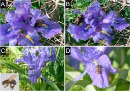 The pollen of one iris pollinates and fertilizes the other resulting in a recombination of genetic material. Floral Scent In Iris Planifolia Iridaceae Suggests Food Reward Sciencedirect