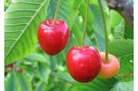 Maybe you would like to learn more about one of these? Good Fruit Tree Varieties For Kentucky Hunker Fruit Trees Best Fruits Fruit