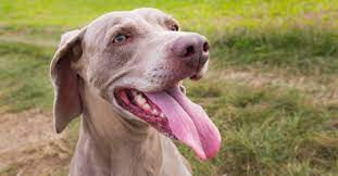 If the affected dog is panting excessively and/or develops more symptoms, it's important to schedule an appointment with a vet to have the dog checked over. Why Do Dogs Pant