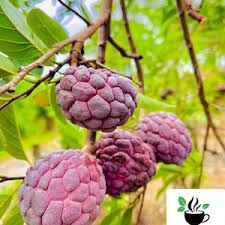 Image result for Annona senegalensis