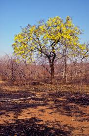 Image result for Cassia abbreviata