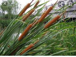 Image result for Typhaceae