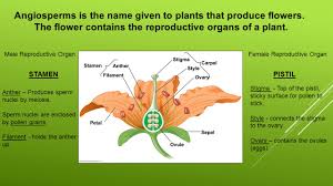 In this lesson, we study about the different parts of flowers of the mustard plant. Flowers And Fruits Angiosperms Is The Name Given To Plants That Produce Flowers The Flower Contains The Reproductive Organs Of A Plant Male Reproductive Ppt Download