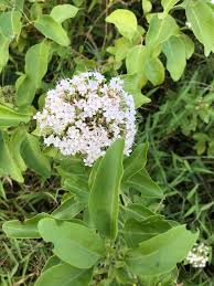 Image result for Volkameria glabra