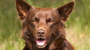 Australian Kelpie Price Temperament Life Span