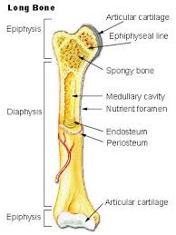 Diagram of long bone structure. The Skeletal System Biology For Majors Ii