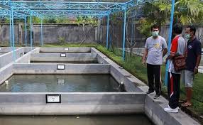 Tak Kuasai Teknologi 15 Kolam Budidaya Ikan Di Klungkung Tak Optimal