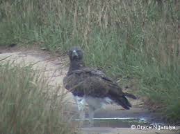 Image result for Excoecaria bussei