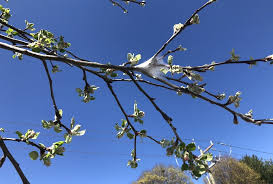 Vama | blue ridge lists the best rentals in the greater charlottesville area. Pest Management Archives Big O Tree And Lawn Service
